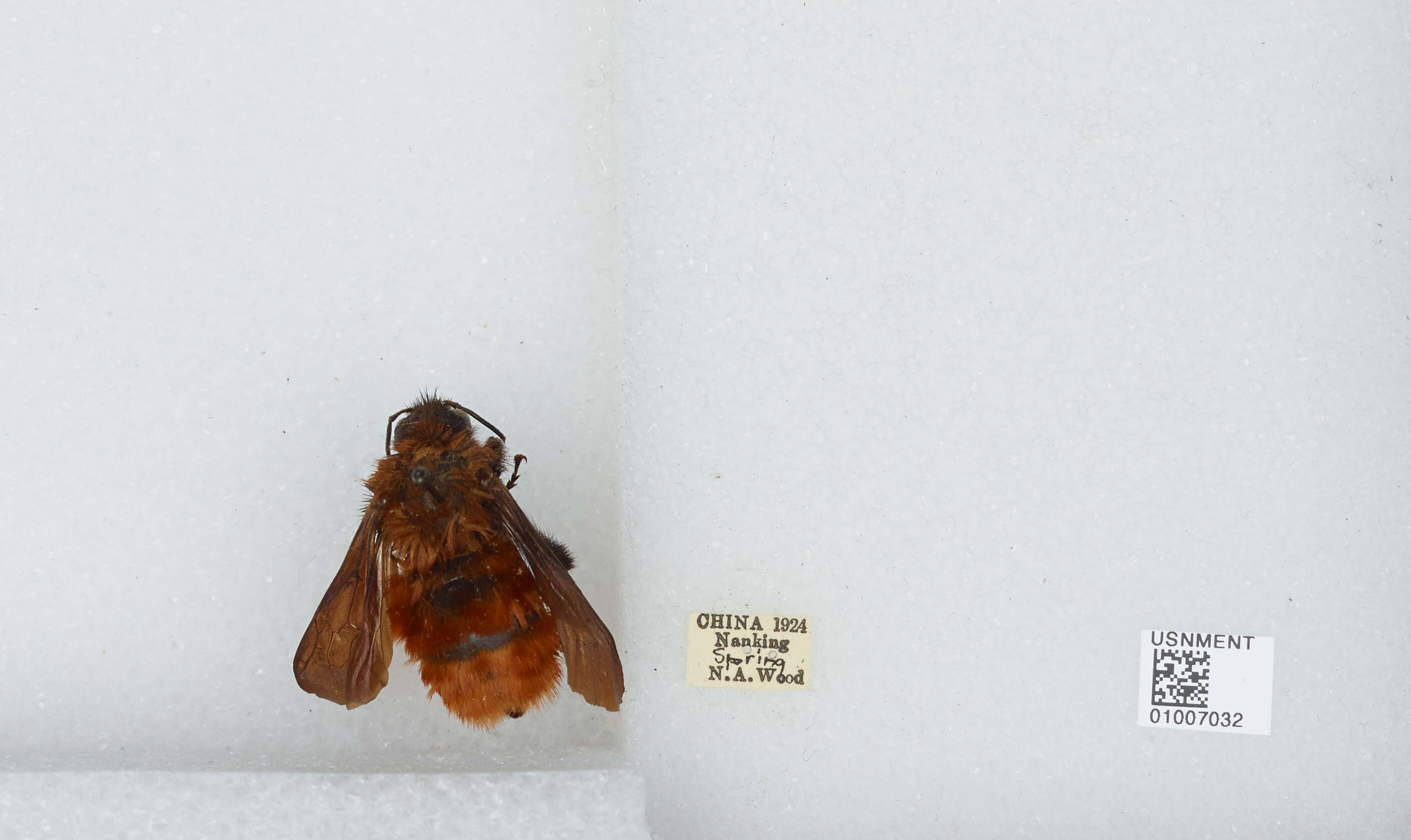 Image of Bombus atripes Smith 1852