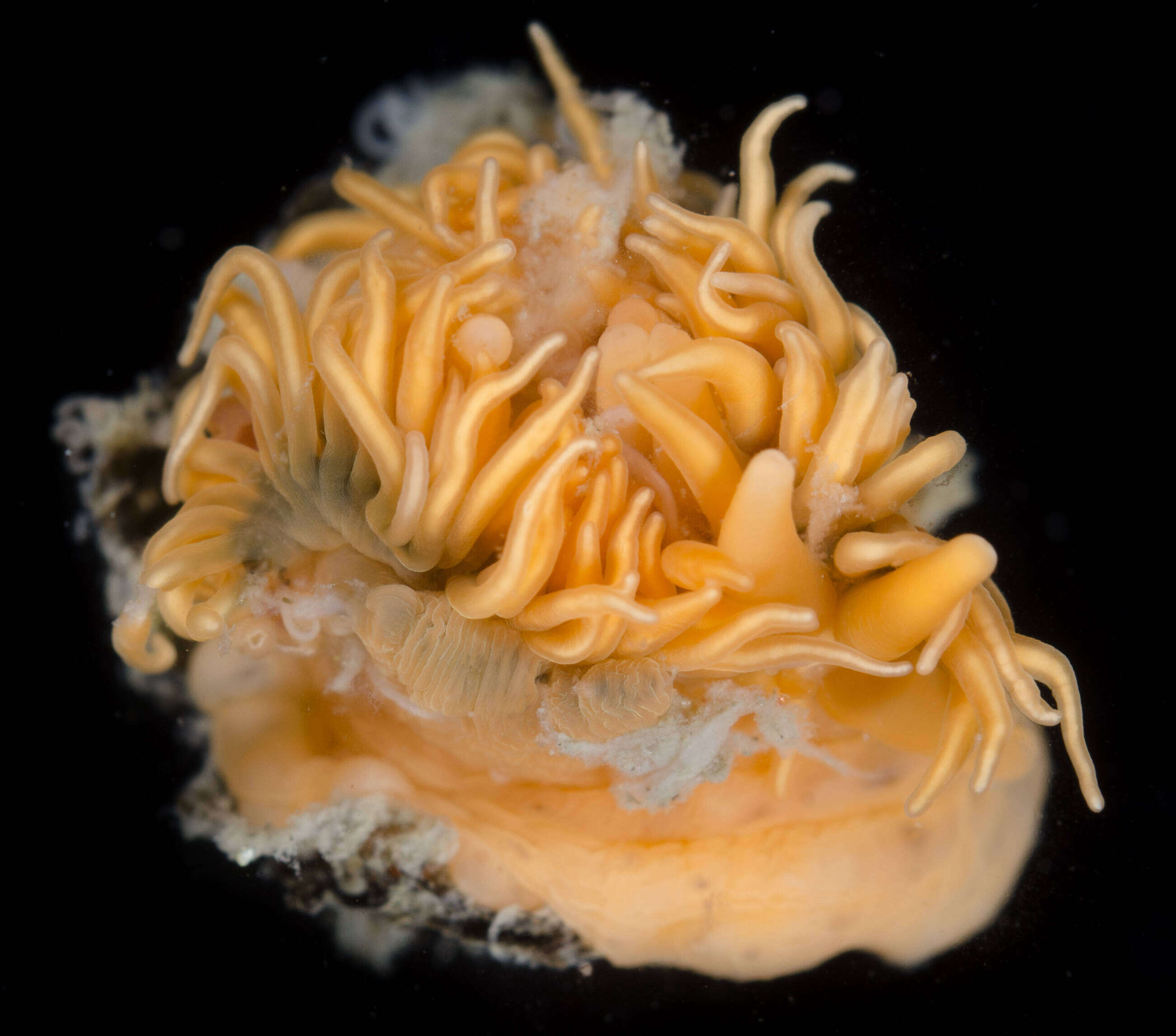 Image of White anemone