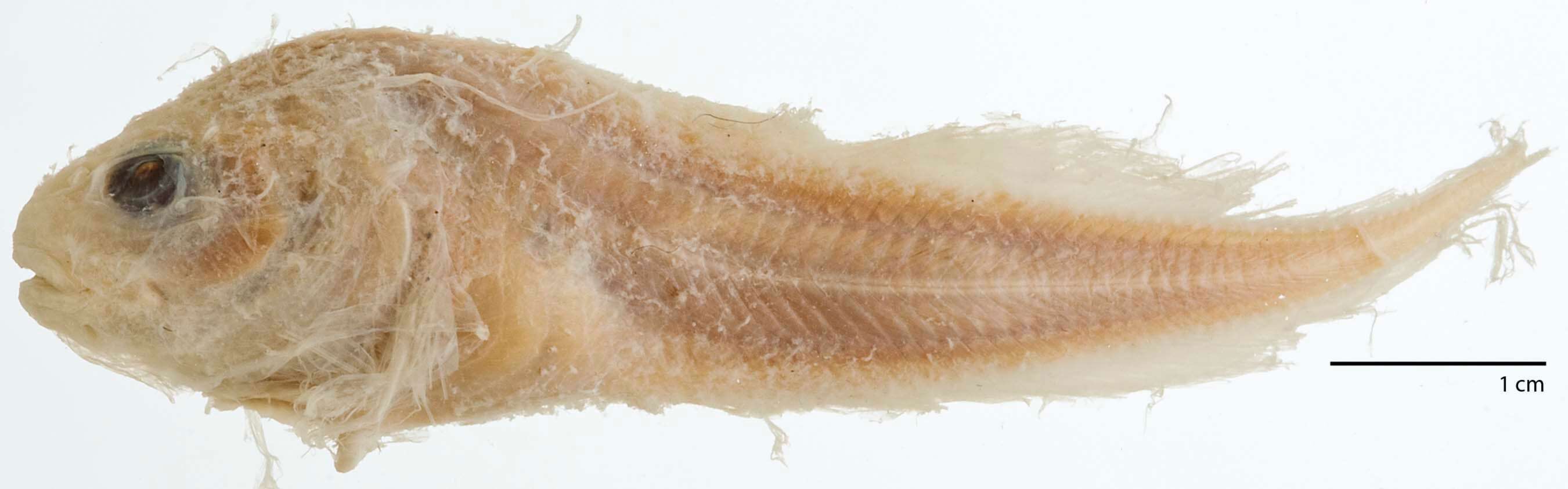 Image of Everyday snailfish