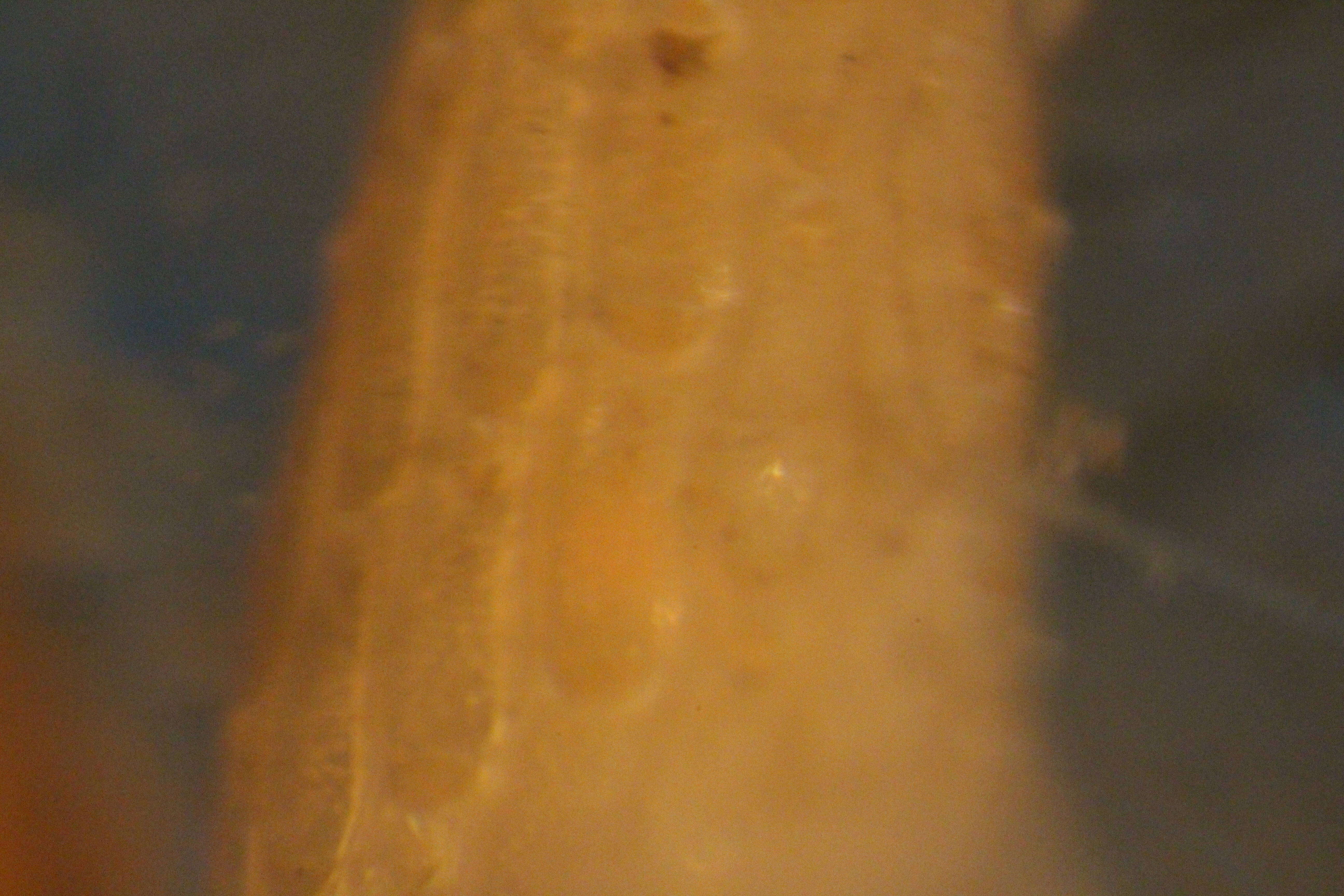 Imagem de Microporina articulata (Fabricius 1821)
