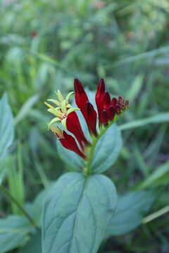 Plancia ëd Spigelia marilandica (L.) L.