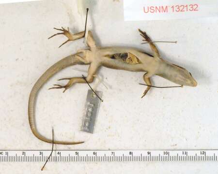 Image of Boettger's Emo Skink