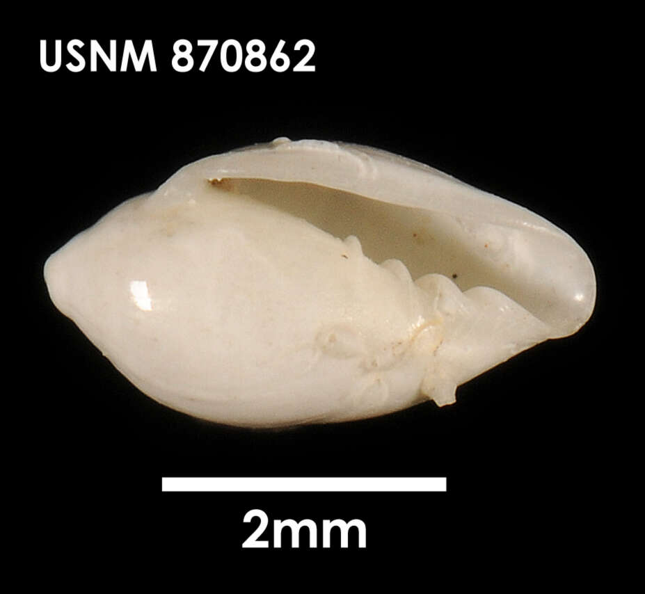 Image of Marginella amoena Suter 1908