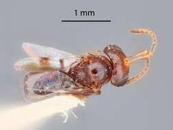 صورة Hexacladia townsendi (Crawford 1911)