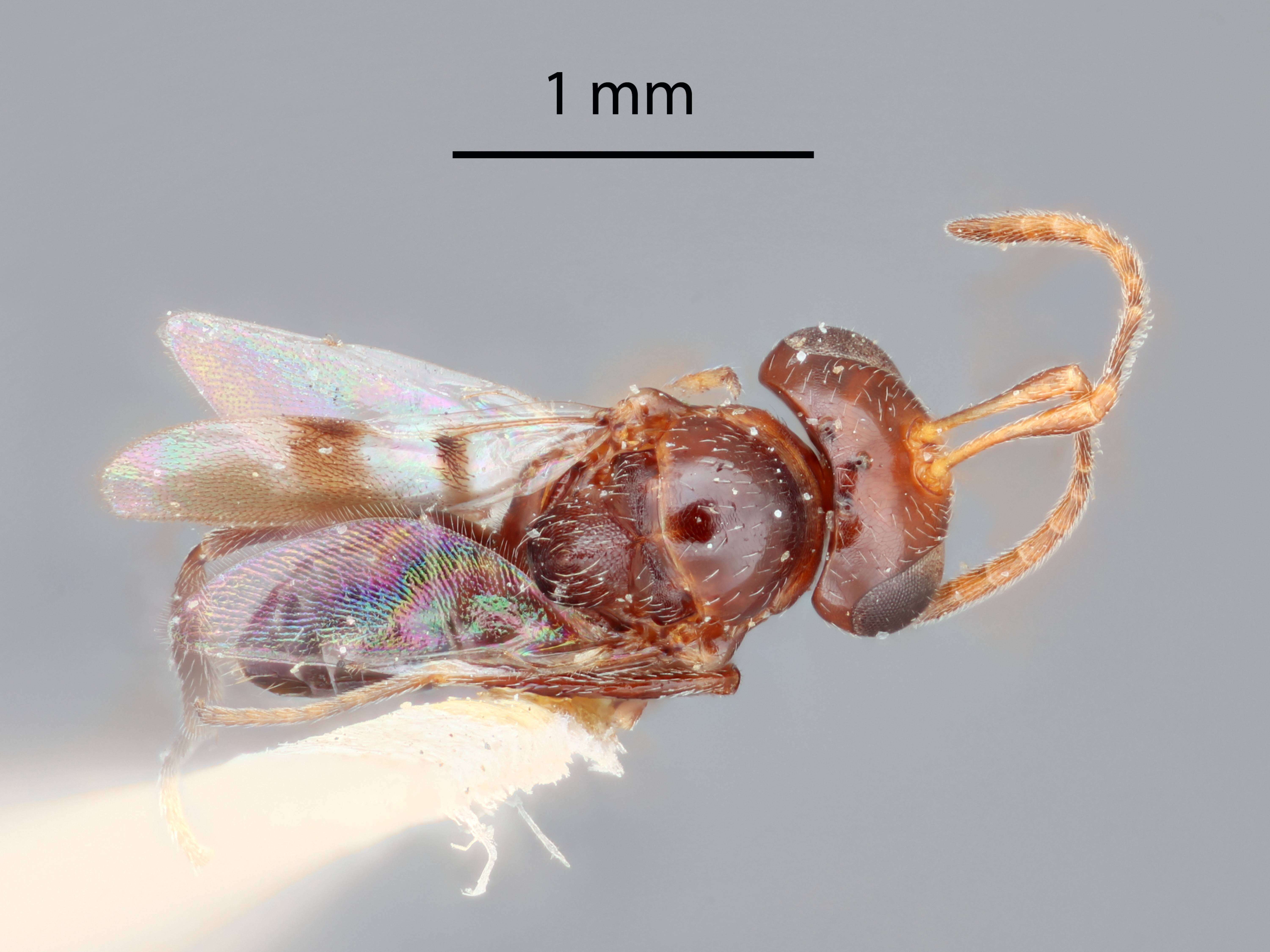 صورة Hexacladia townsendi (Crawford 1911)