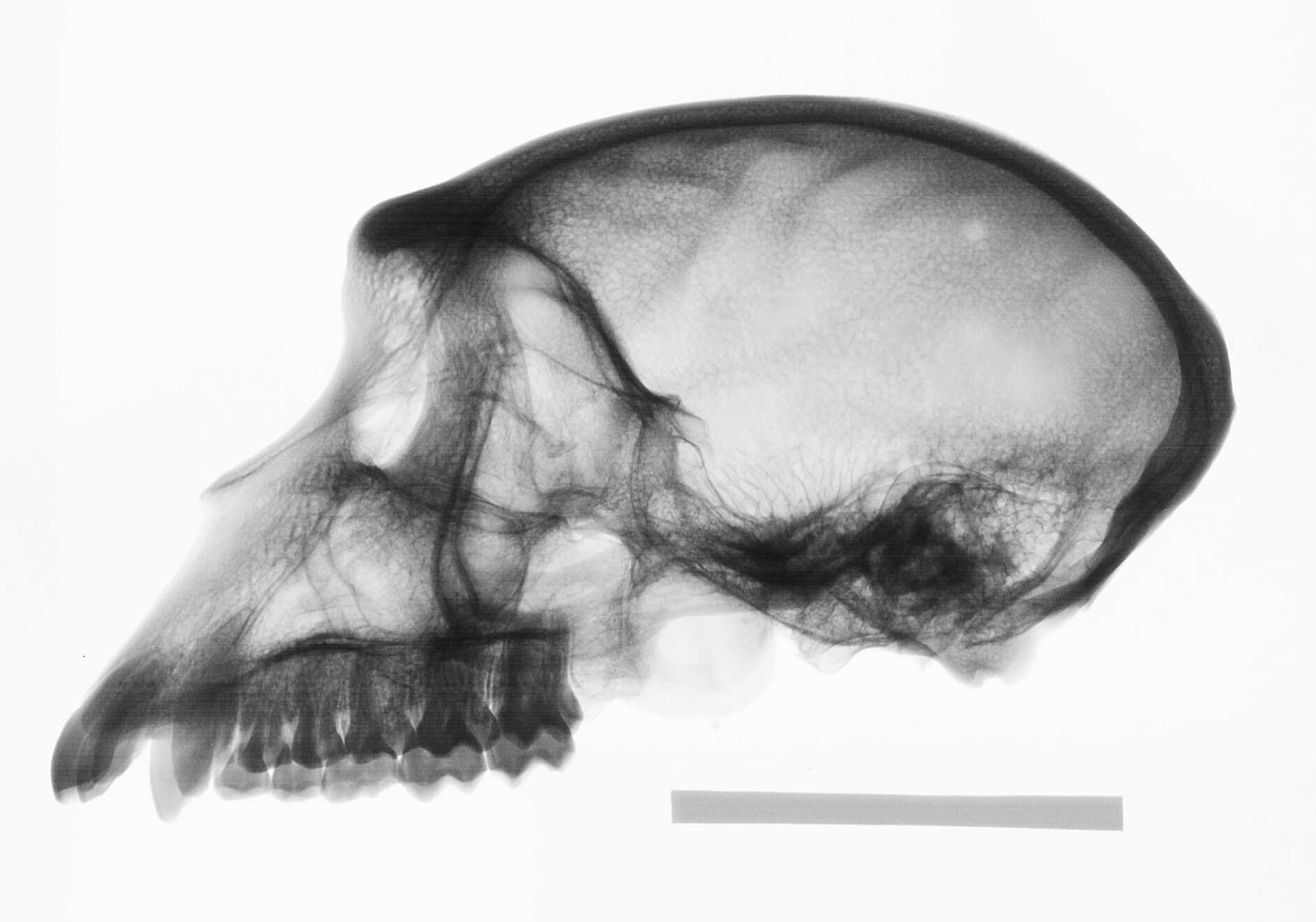 Слика од Macaca cyclopis (Swinhoe 1863)