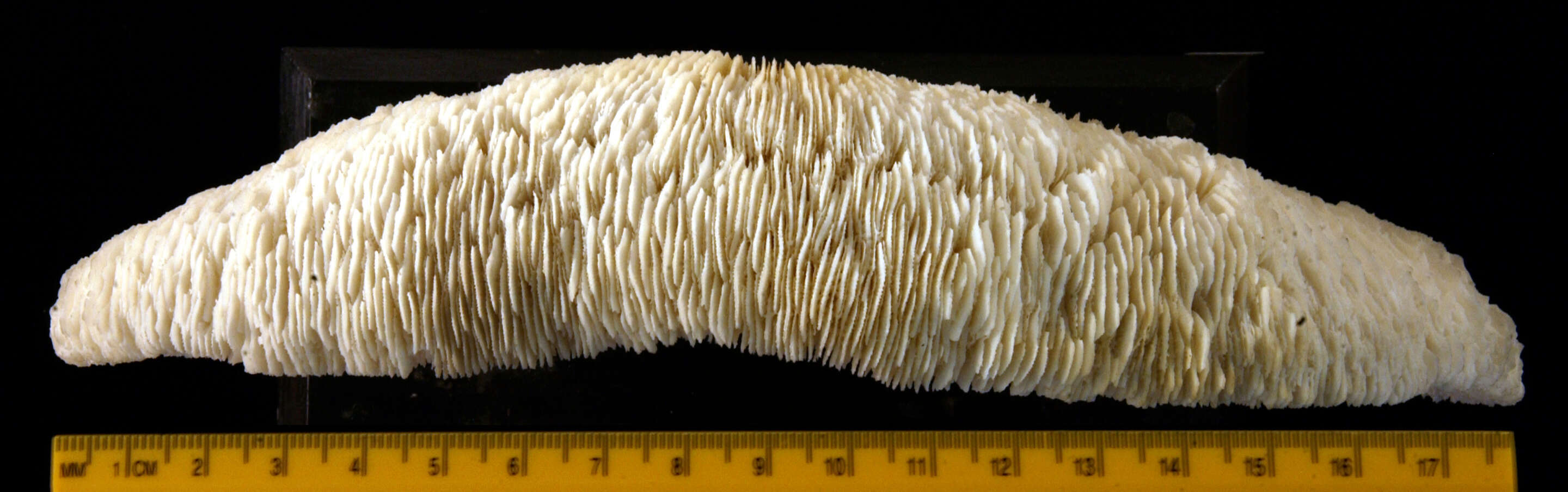 Image of Slipper coral