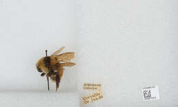 Imagem de Bombus appositus Cresson 1879