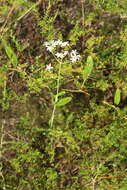 Sabatia macrophylla Hook. resmi