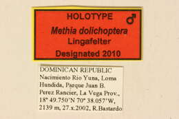 Image of Methia dolichoptera Lingafelter 2010
