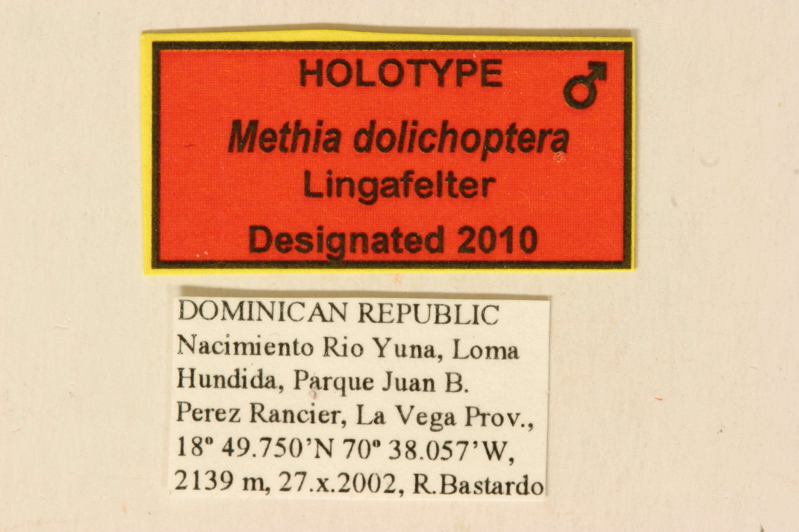Image of Methia dolichoptera Lingafelter 2010