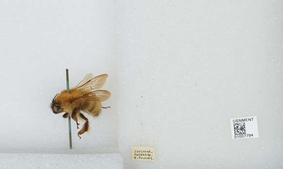 Imagem de Bombus diversus Smith 1869