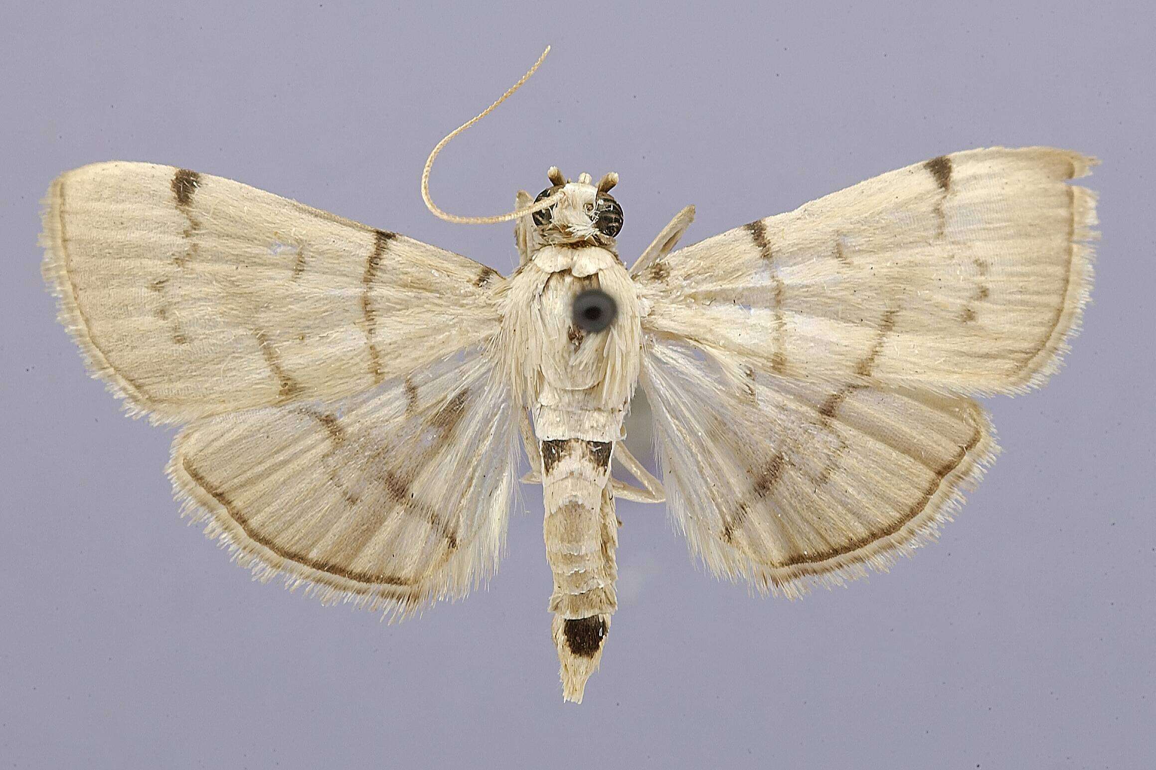 Image of Dichocrocis dorsipunctalis Schaus 1927