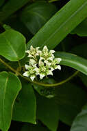 Image of Apocynaceae