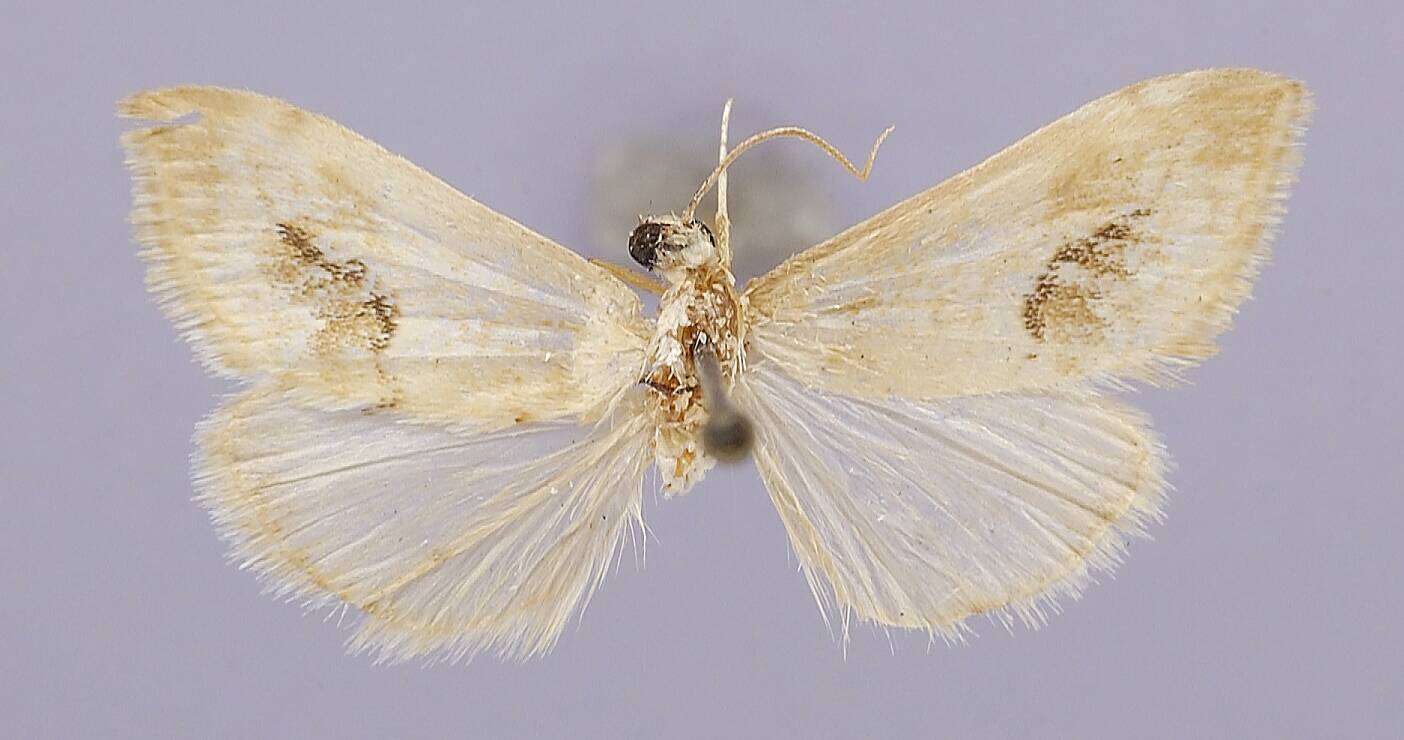 Image of Evergestis lunulalis Barnes & McDunnough 1914