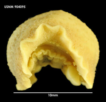 صورة Onchidella marginata (Couthouy ex Gould 1852)