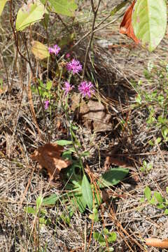 صورة Vernonia acaulis (Walt.) Gleason