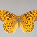 Слика од Argynnis egleis Behr 1862