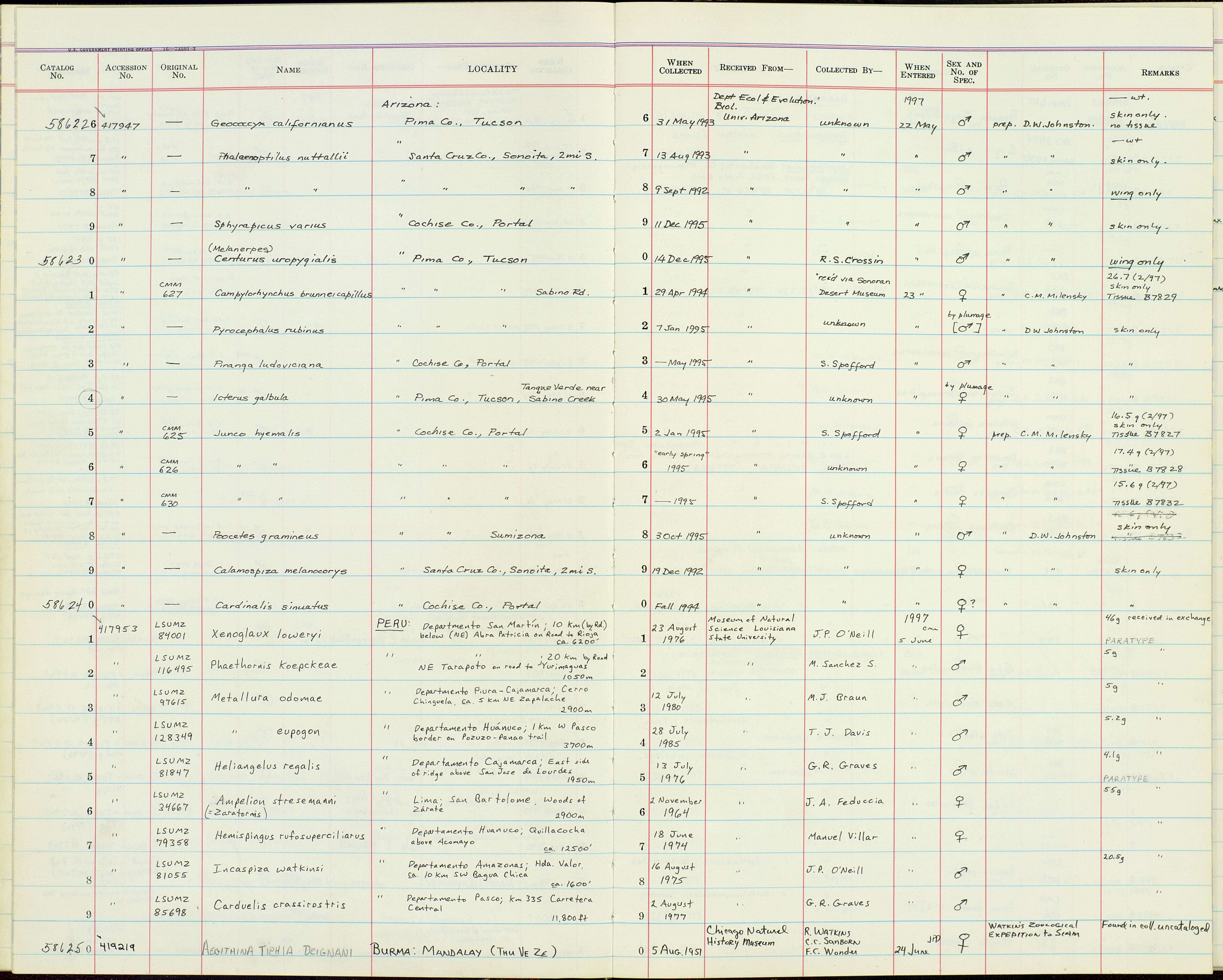 Imagem de Metallura odomae Graves & GR 1980