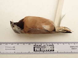 Image of Black-throated Finch