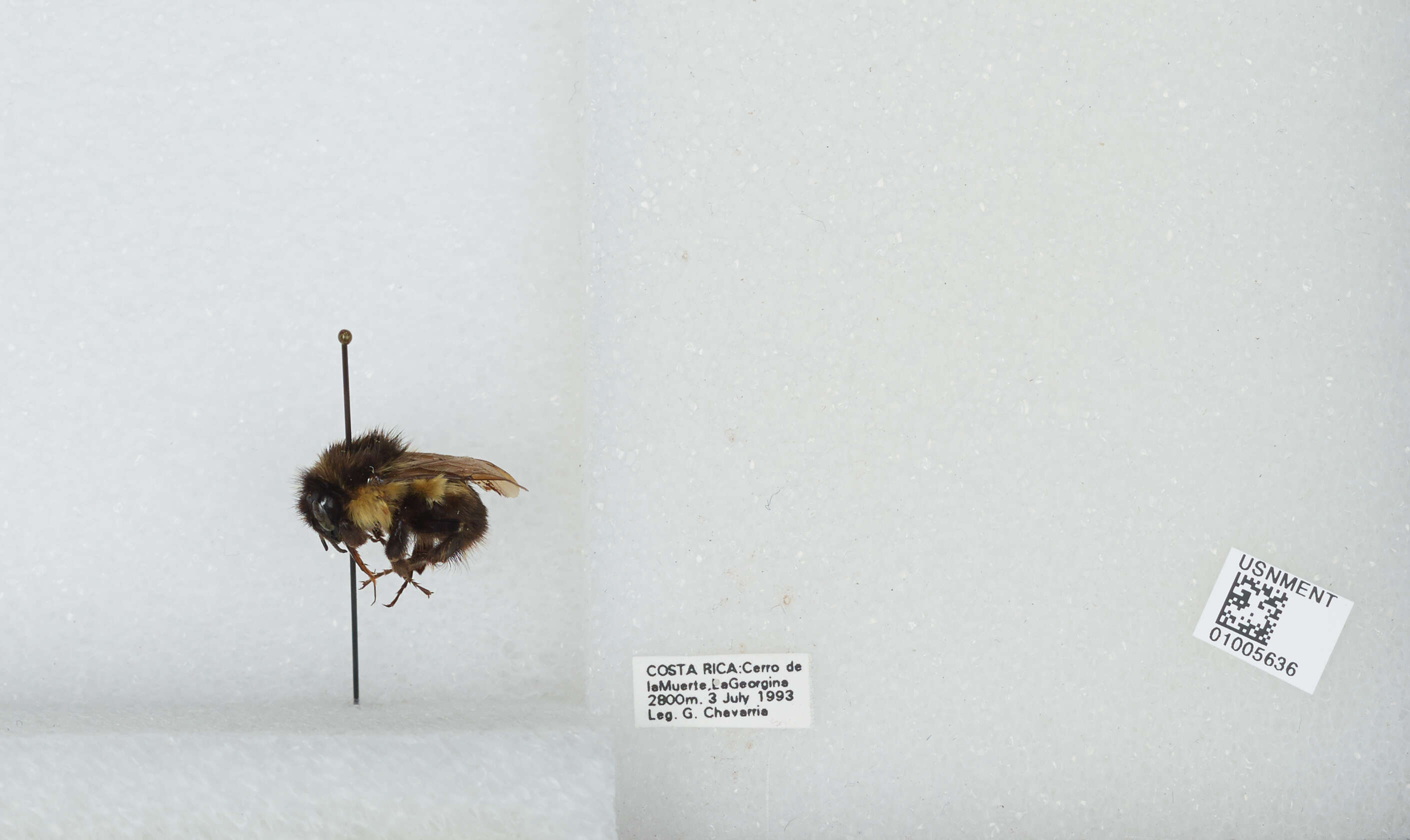 Bombus ephippiatus Say 1837 resmi