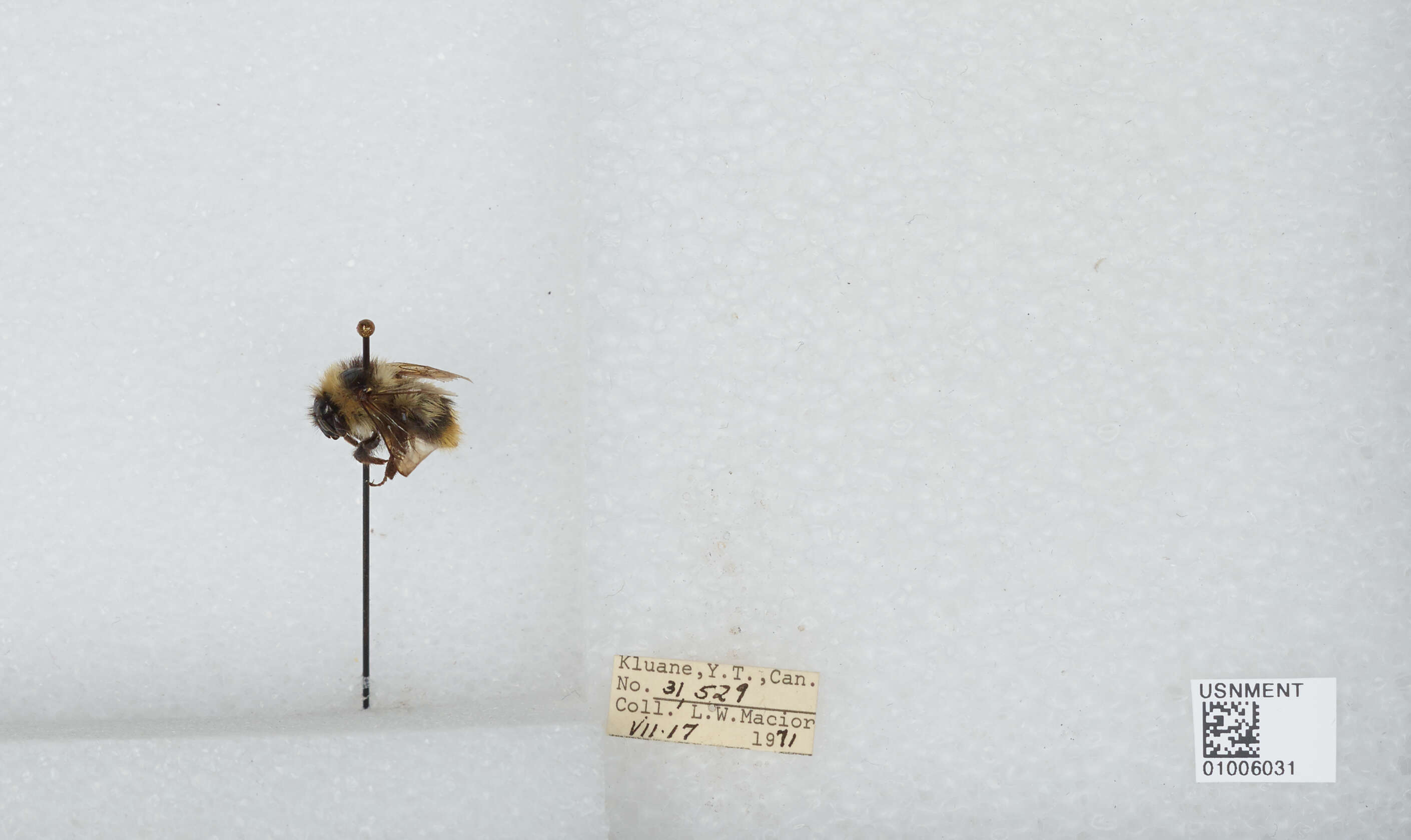 Image of Frigid Bumble Bee