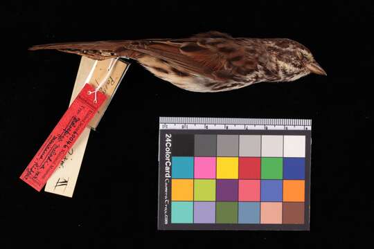 Image of Mexican Song Sparrow