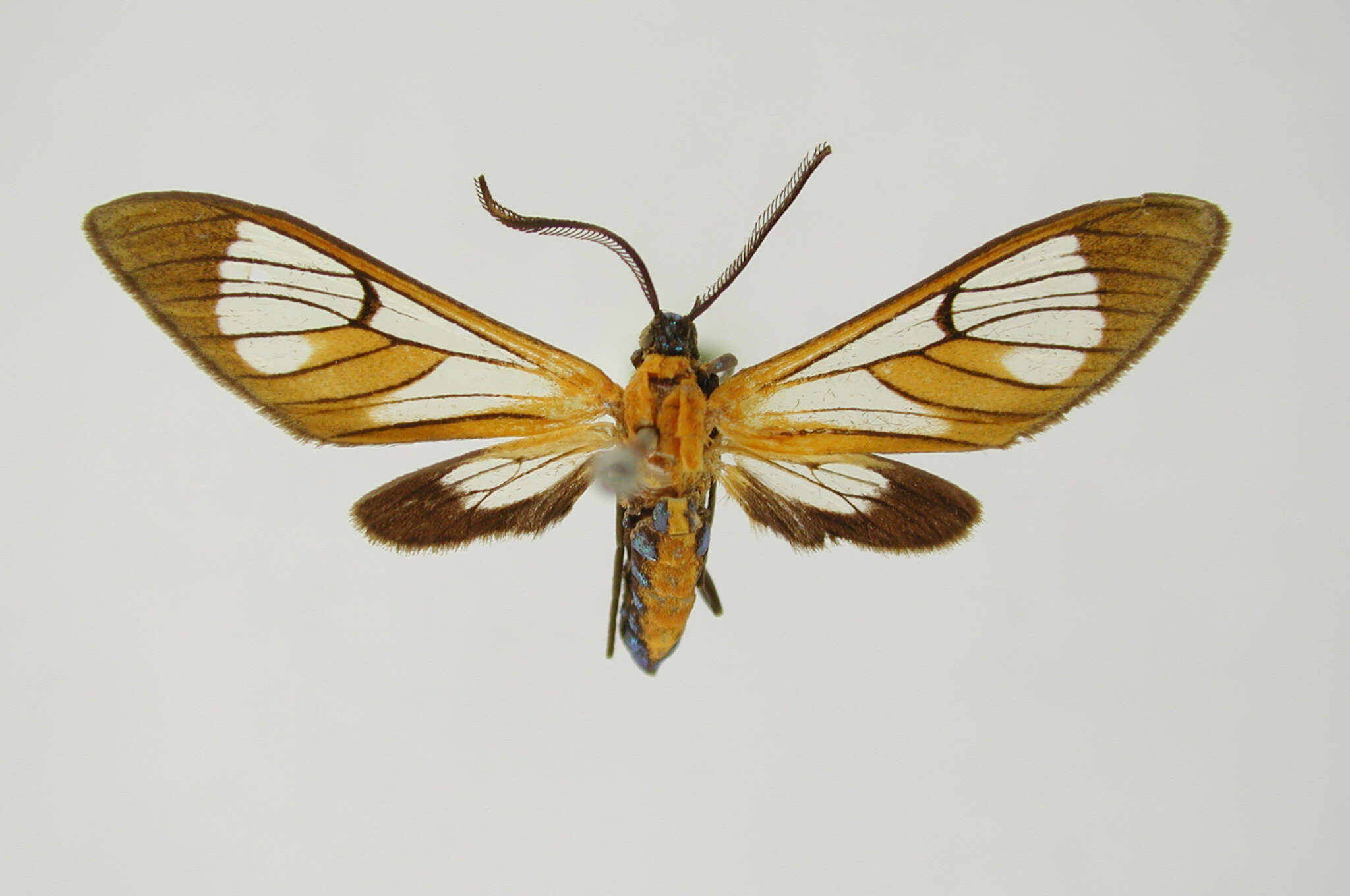Image of Cosmosoma achemonides Dognin 1907