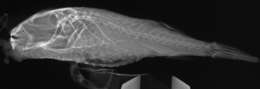 Image of Cheek-barred Toadfish