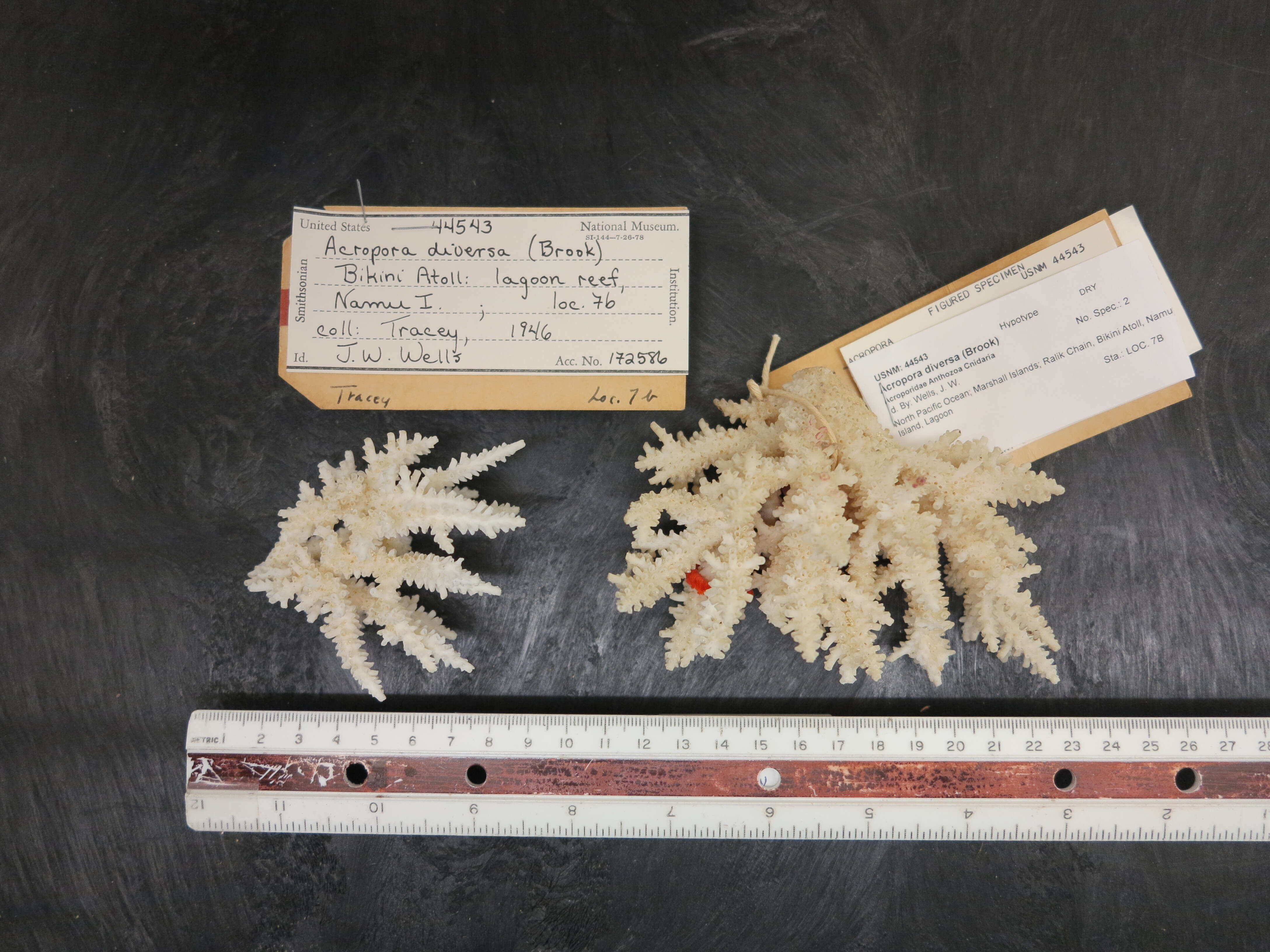 Image of Staghorn coral