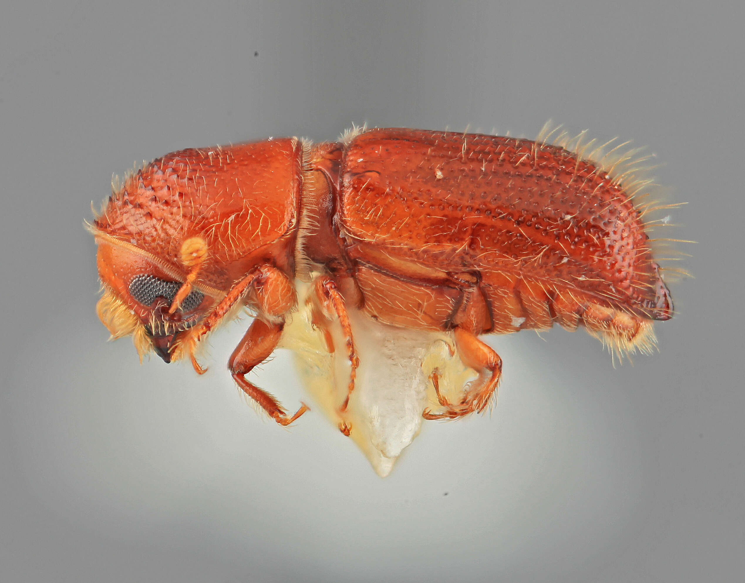 Image of Pityophthorus rubidus Wood 1978