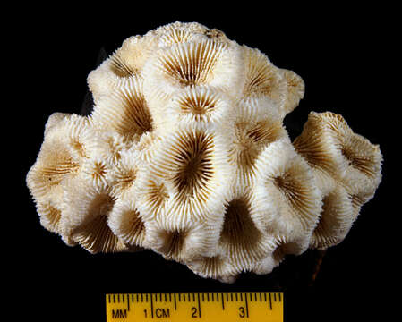 Image of larger star coral