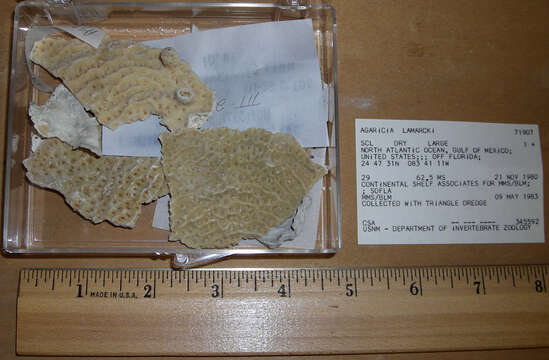 Image of Lamarck´s sheet coral