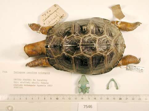 Image of Three-toed box turtle