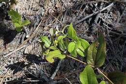 Image de Smilax pumila Walter