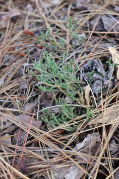 Image of spiny spikemoss