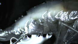 Image of Amphipoda