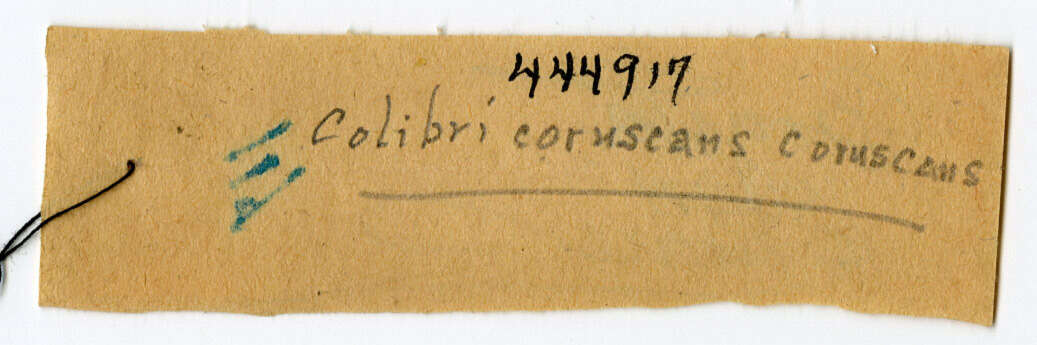 Image of Colibri coruscans coruscans (Gould 1846)