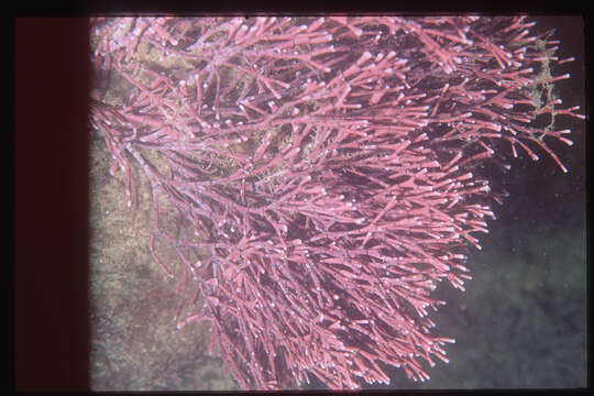 Image of Amphiroa ephedraea