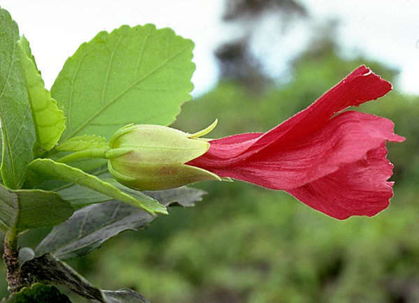 Image of red rosemallow