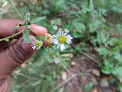 Image de vergerette annuelle