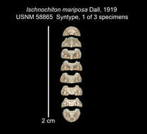 Sivun Stenoplax mariposa (Dall 1919) kuva