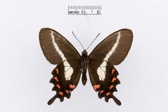 Image of Parides proneus (Hübner 1831)