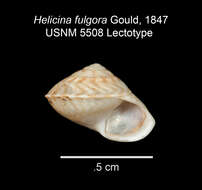 Image of Aphanoconia fulgora (Gould 1847)