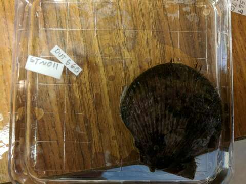 Image of spear scallop