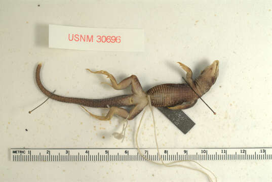 Image of Ameiva exsul Cope 1862