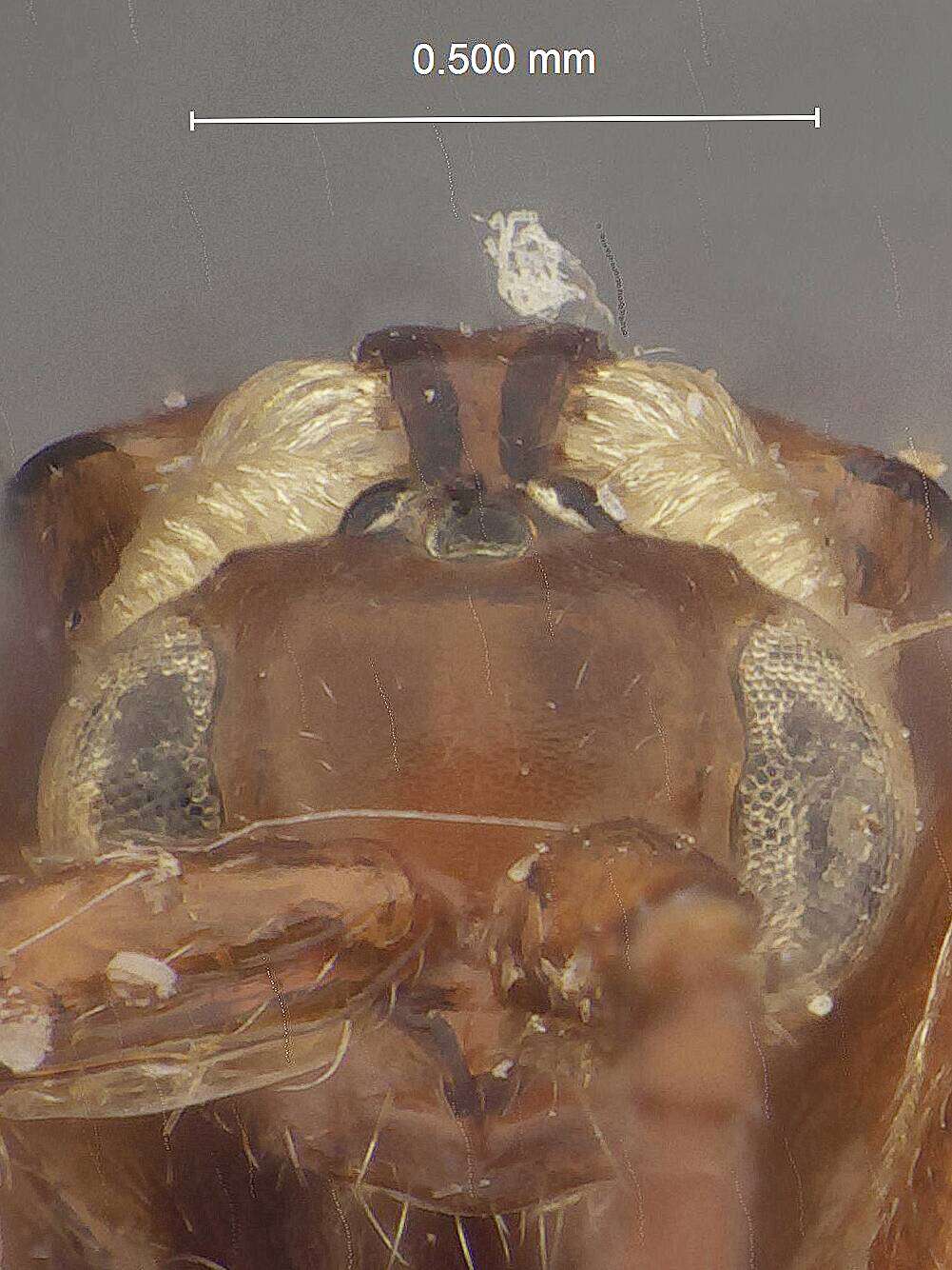 Image of Loboscelidia collaris Fouts 1922