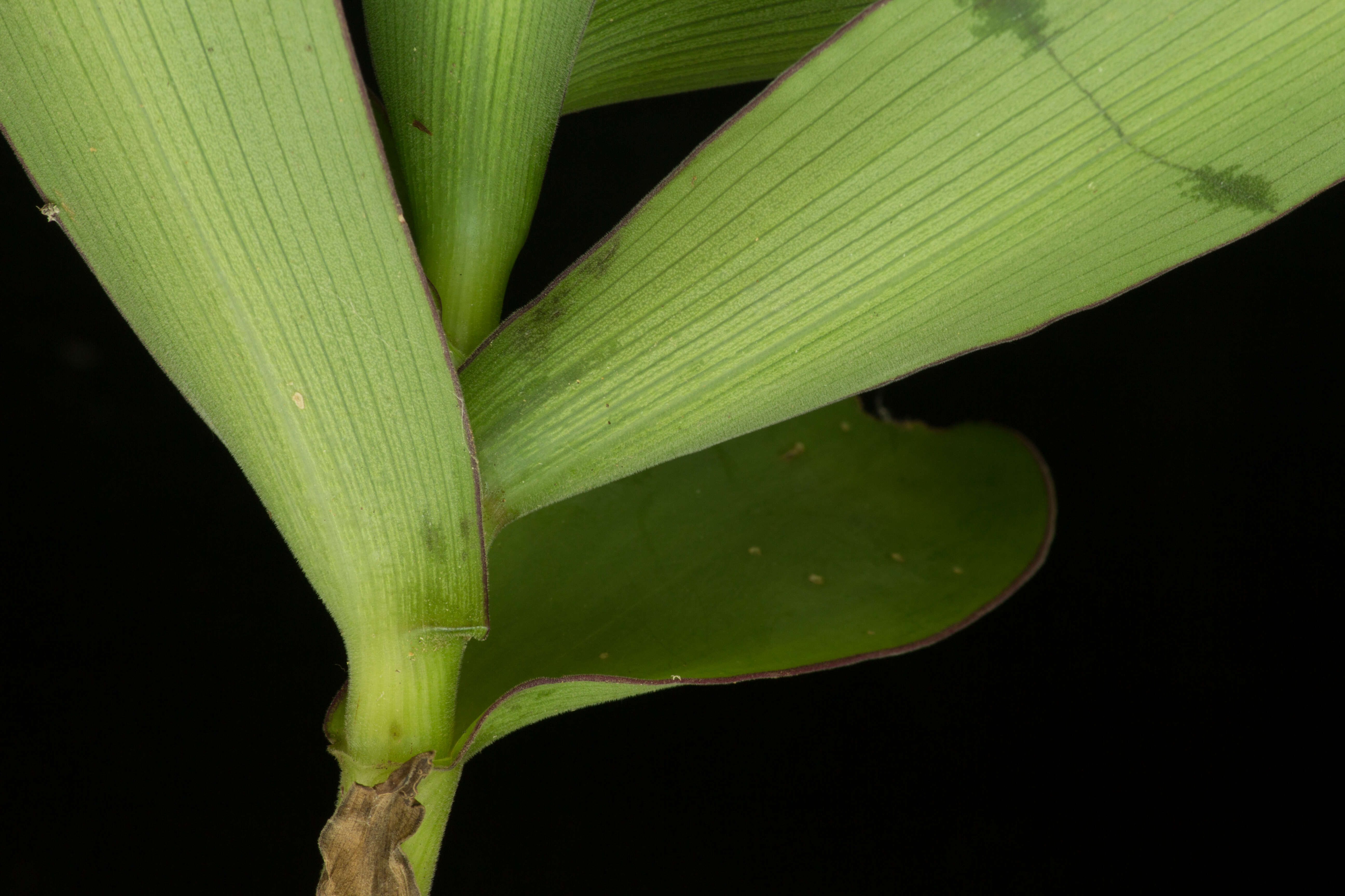 Image of Tradescantia Ruppius ex L.