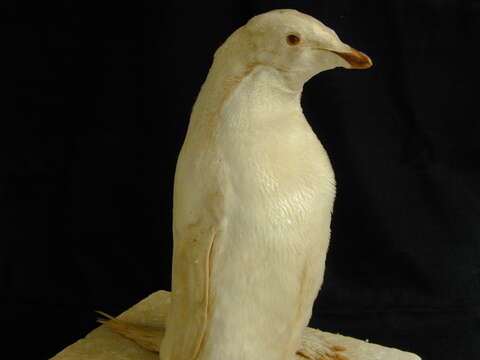 Image of Adelie Penguin