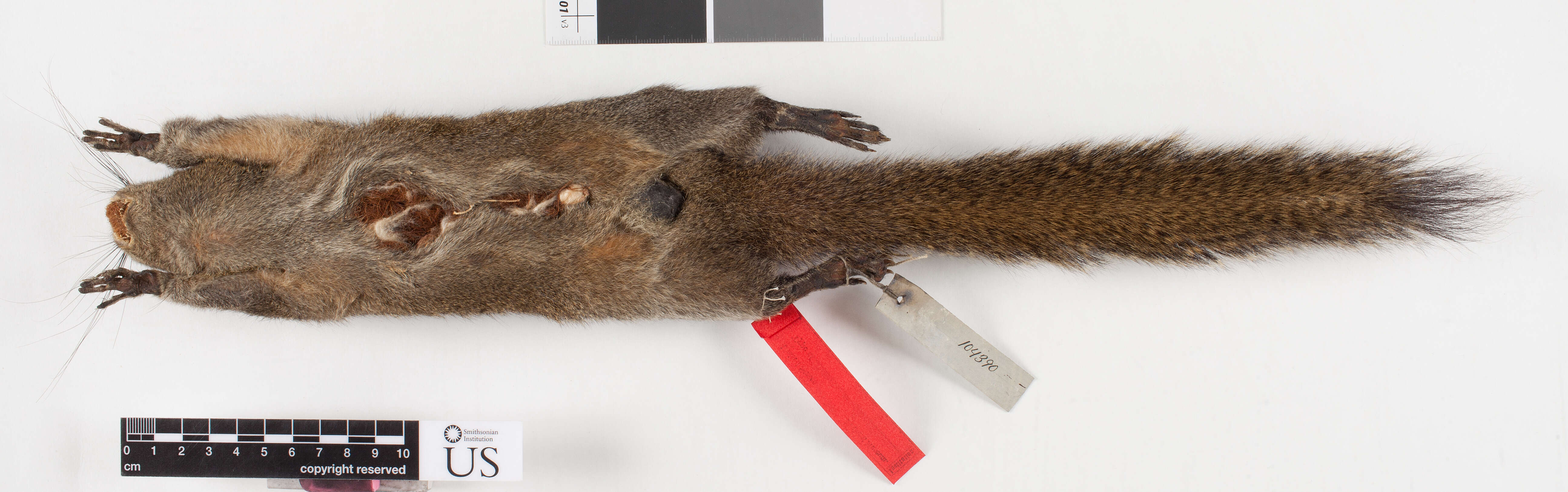 Imagem de Callosciurus caniceps (Gray 1842)